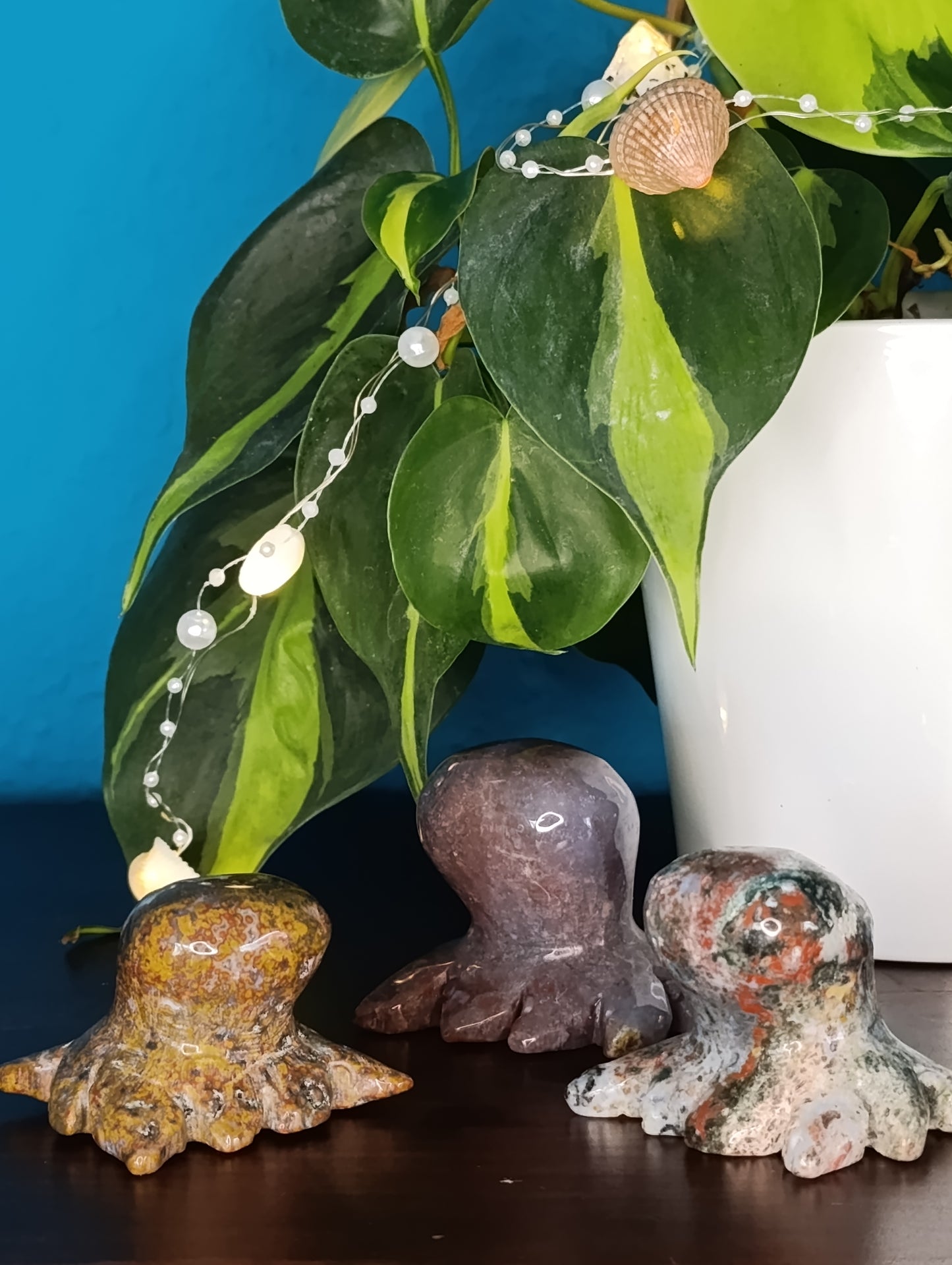 Ozean Jaspis Krake