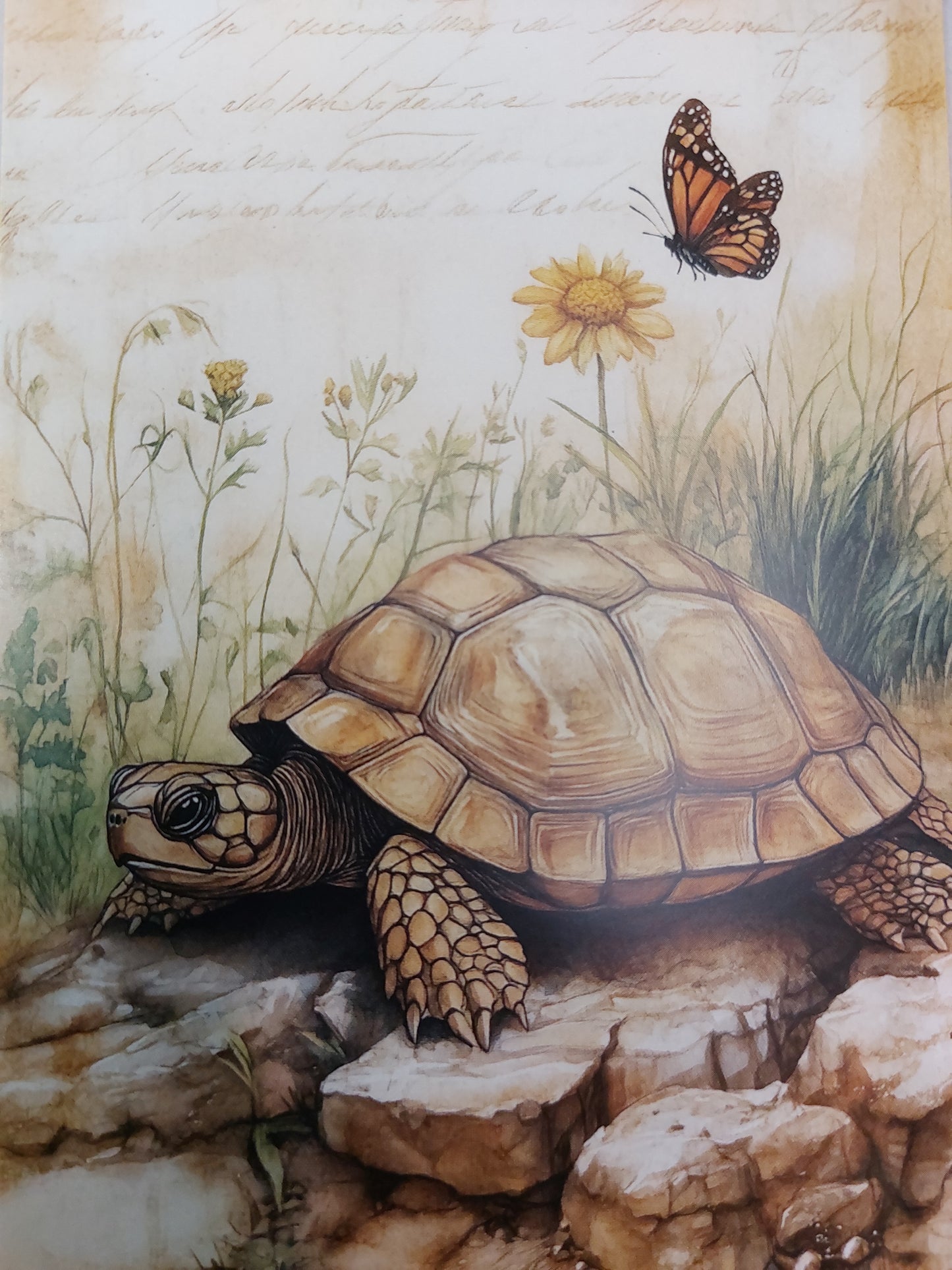 Schildkröten Postkarte