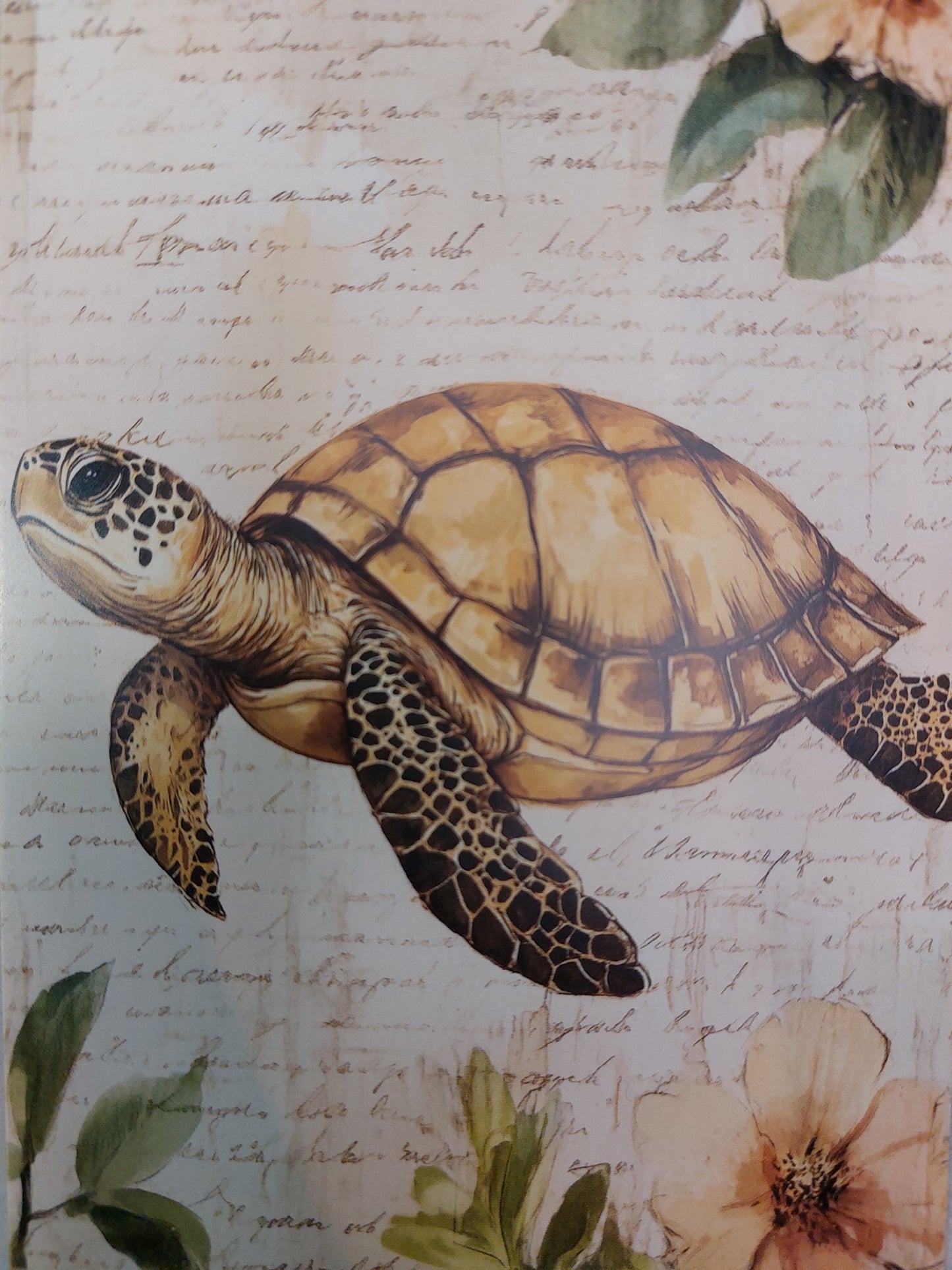 Schildkröten Postkarte