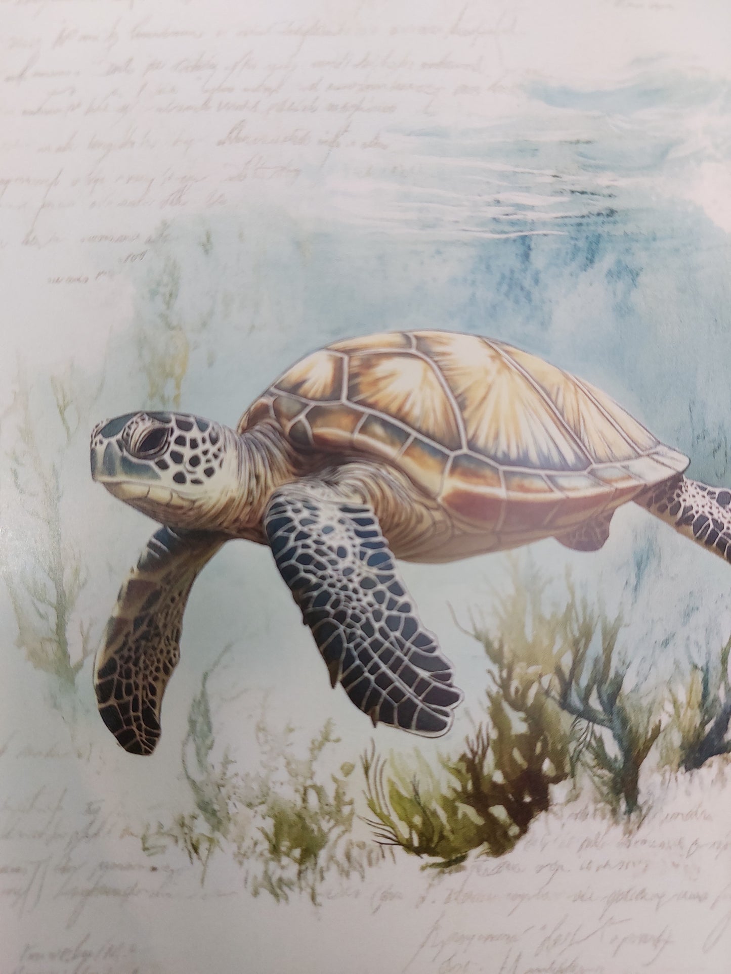 Schildkröten Postkarte