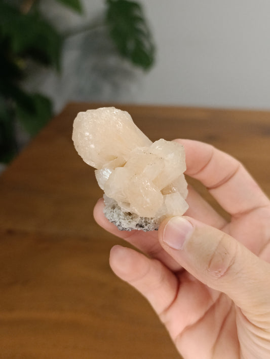 Peachy Stibilit