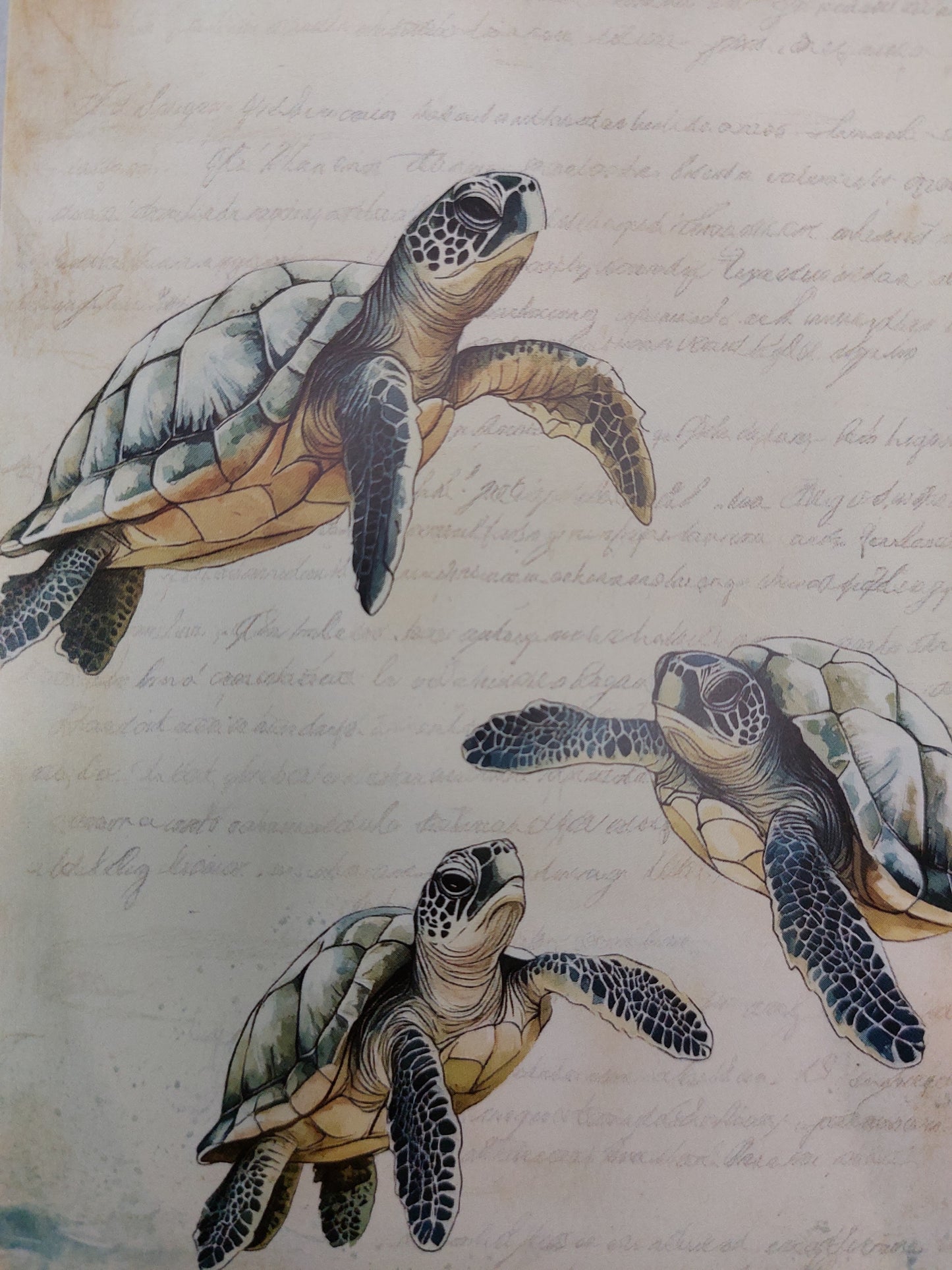 Schildkröten Postkarte