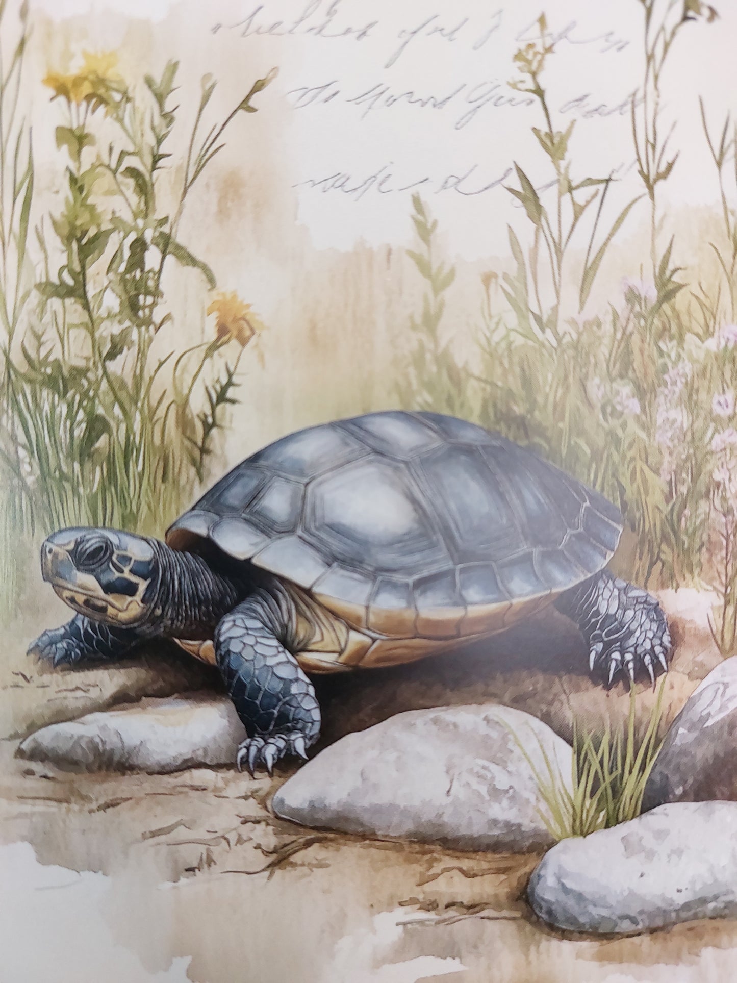 Schildkröten Postkarte