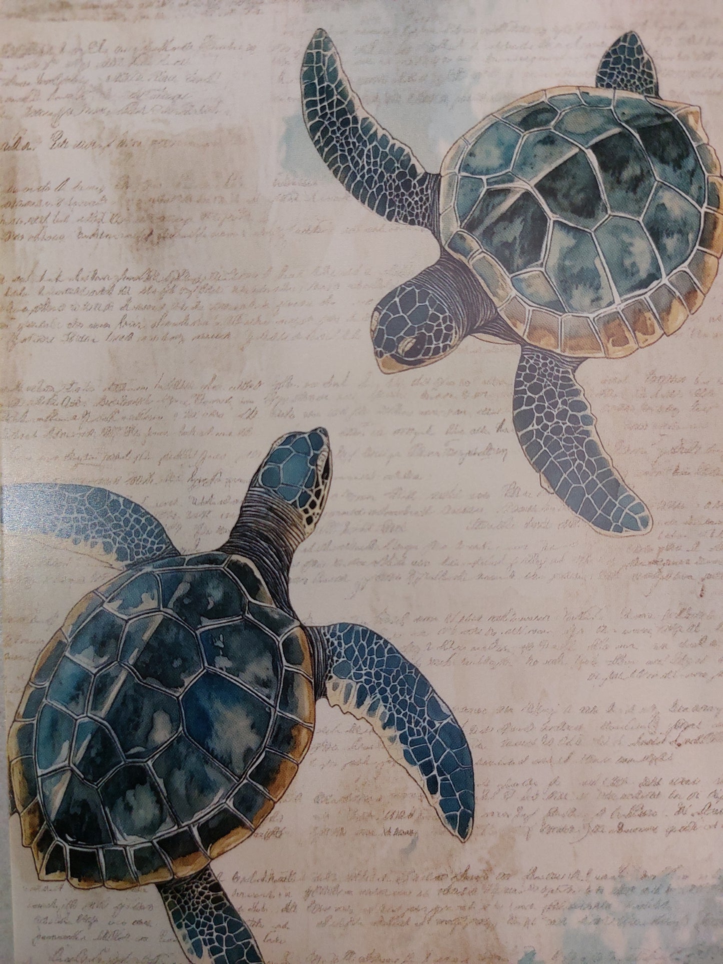 Schildkröten Postkarte