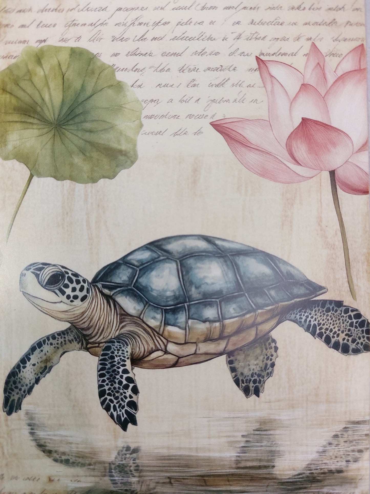 Schildkröten Postkarte