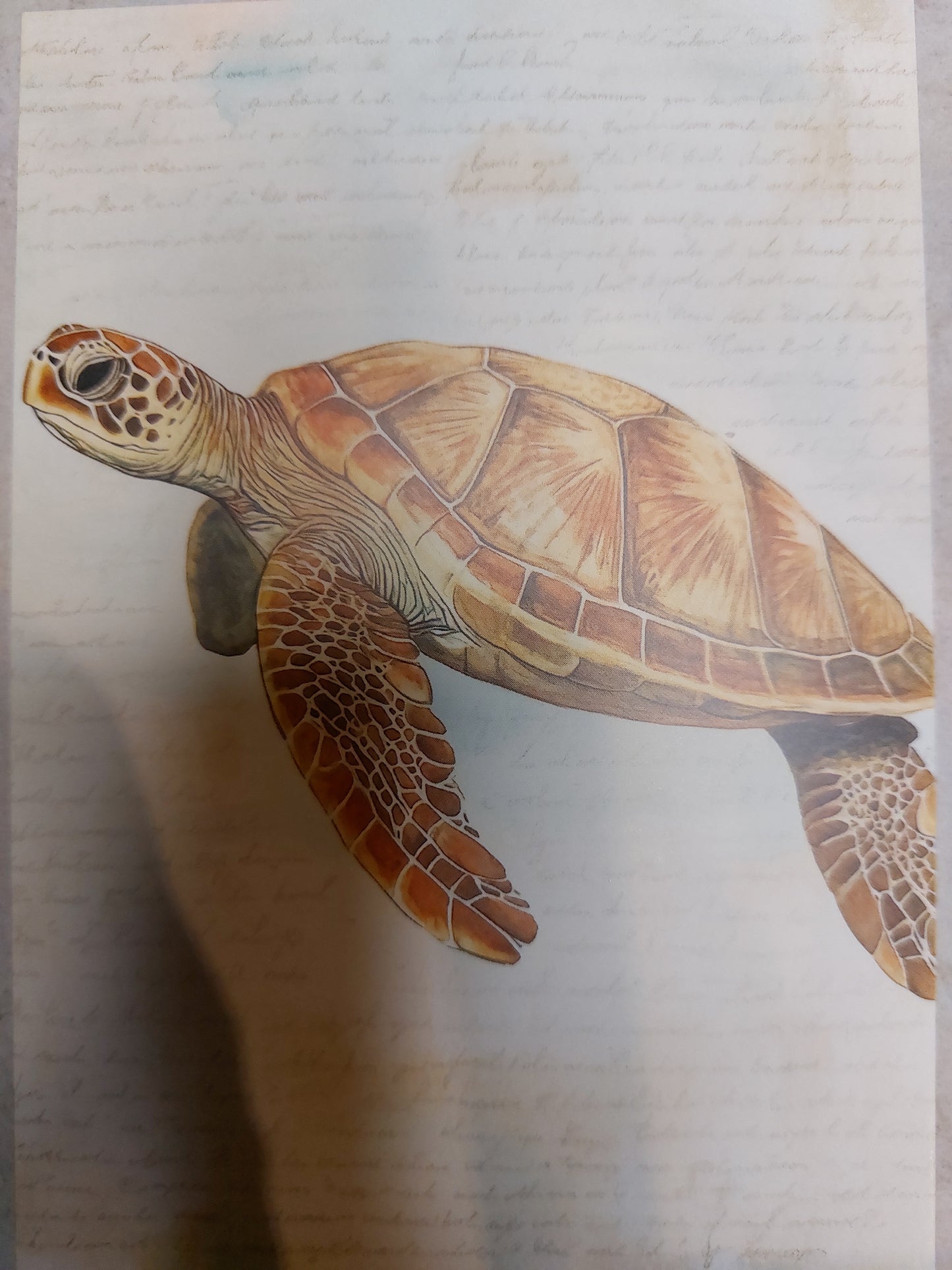 Schildkröten Postkarte