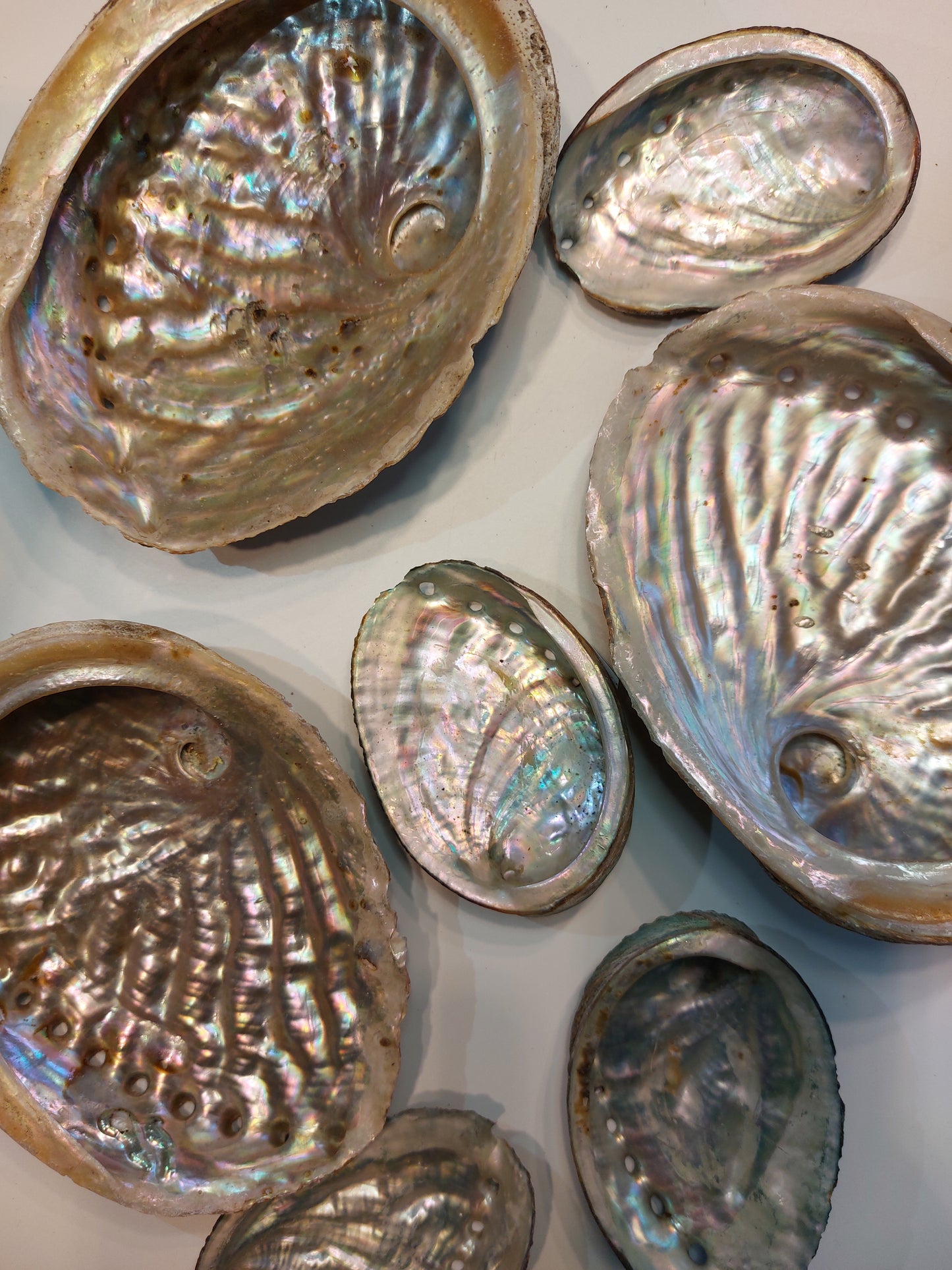 Abalone Muschel