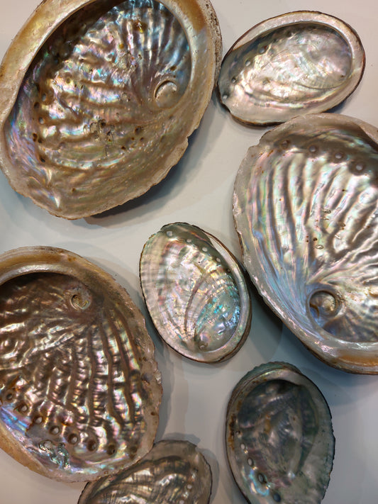 Abalone Muschel