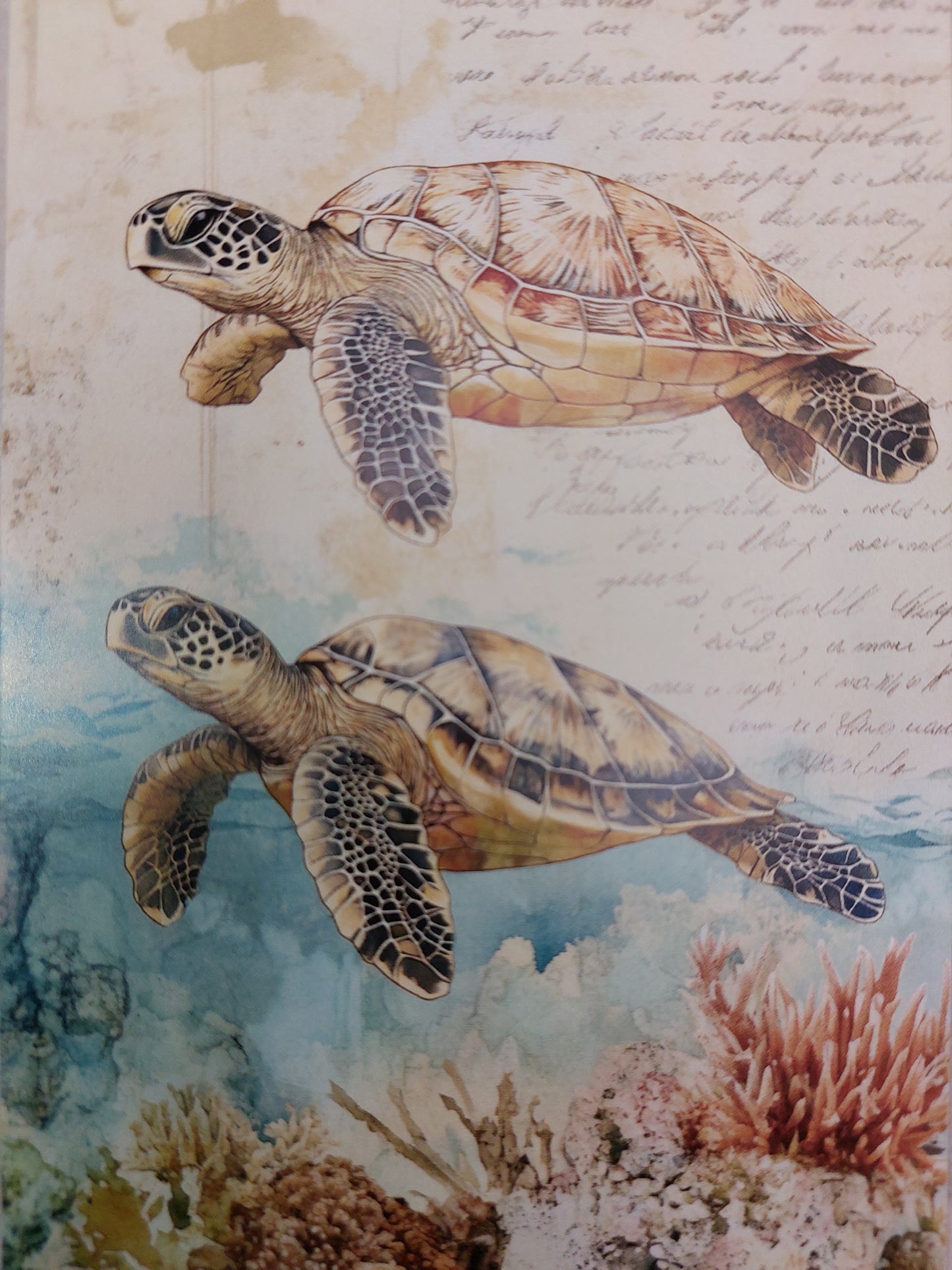 Schildkröten Postkarte