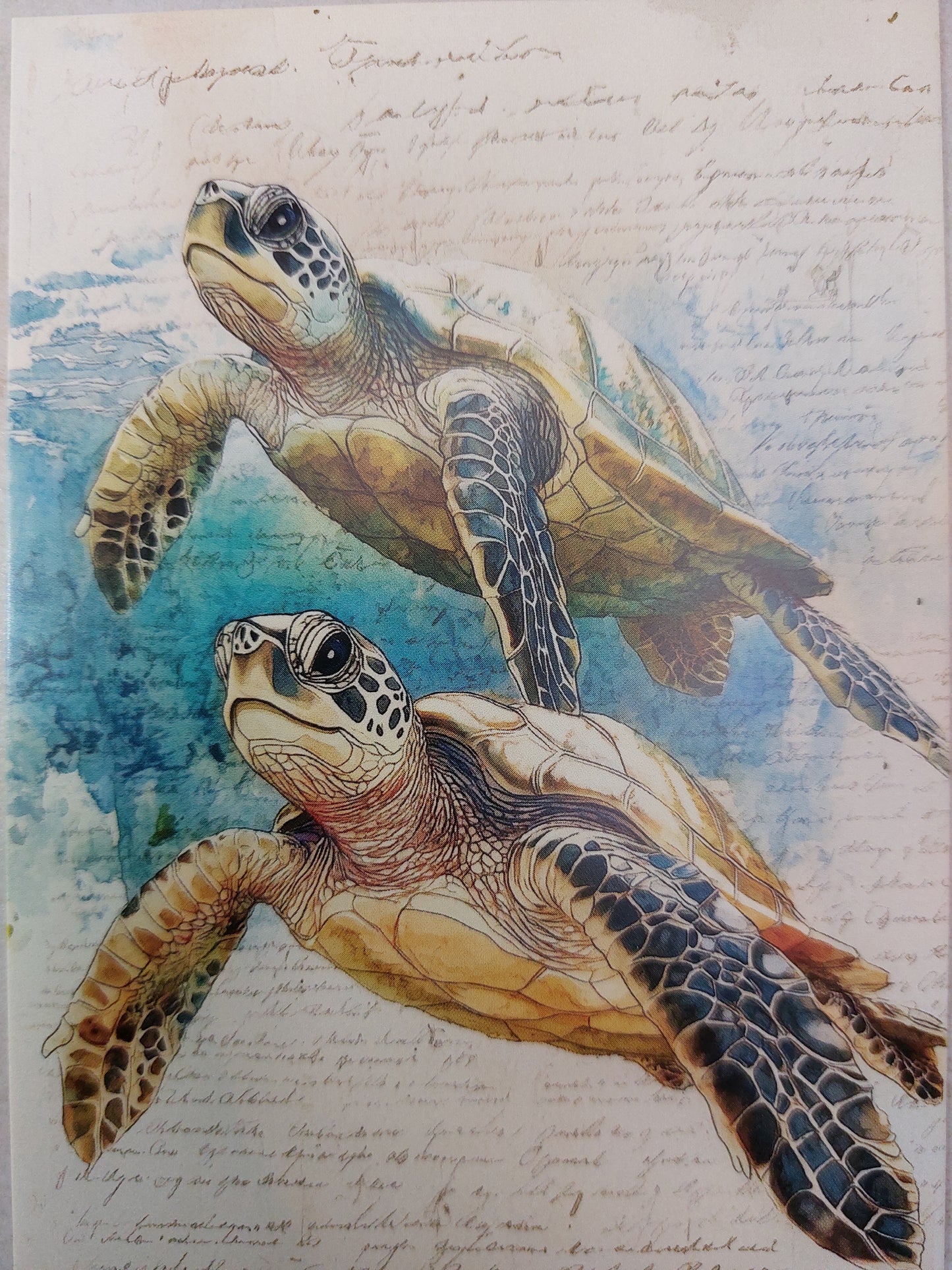 Schildkröten Postkarte