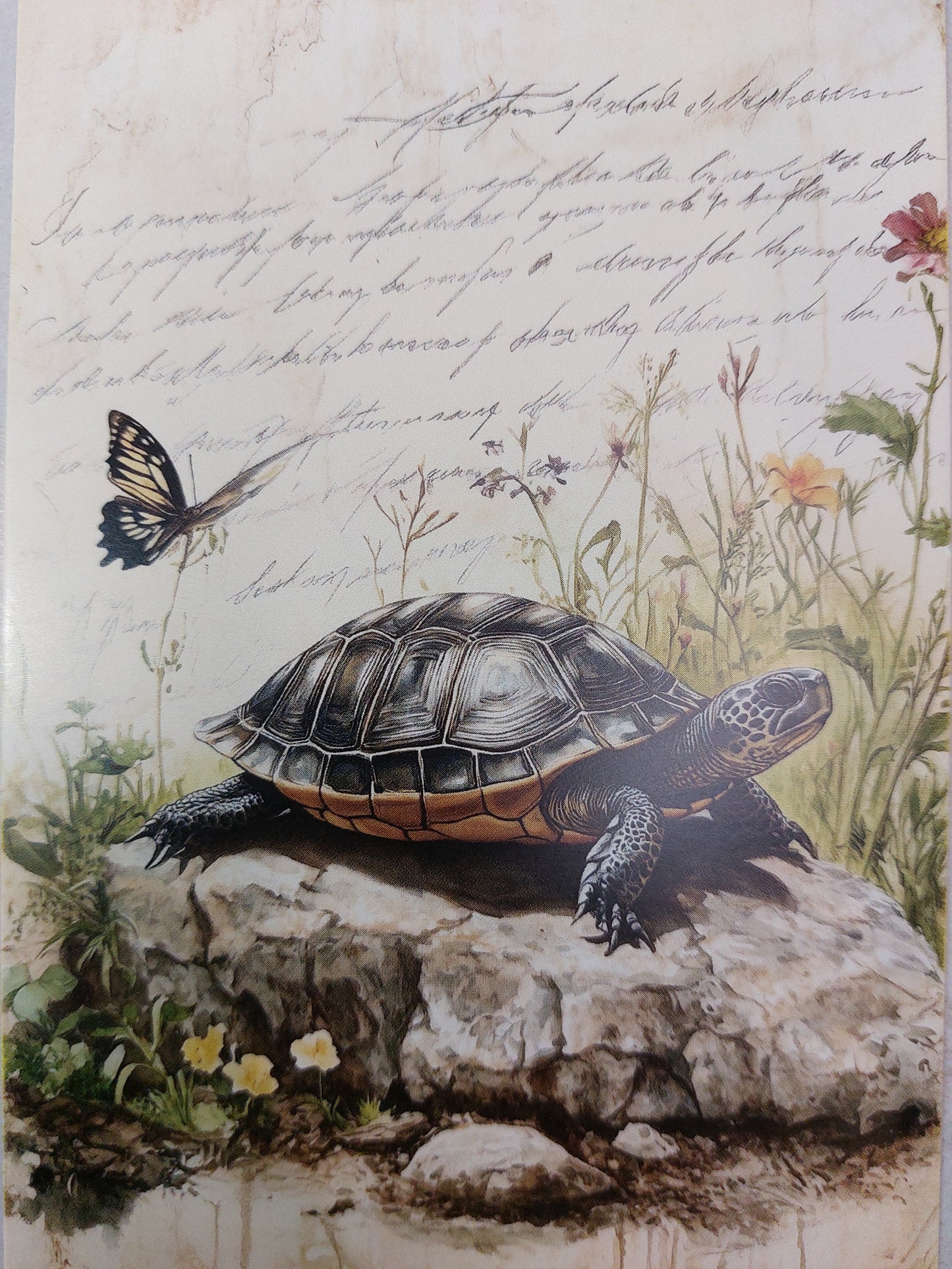 Schildkröten Postkarte
