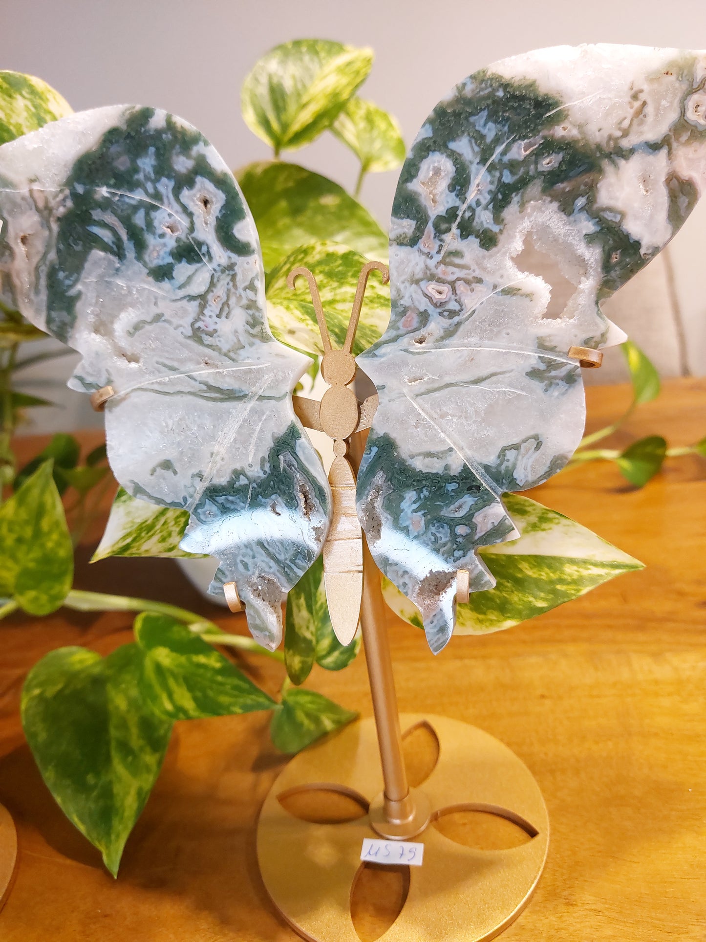 Moosachat Schmetterling