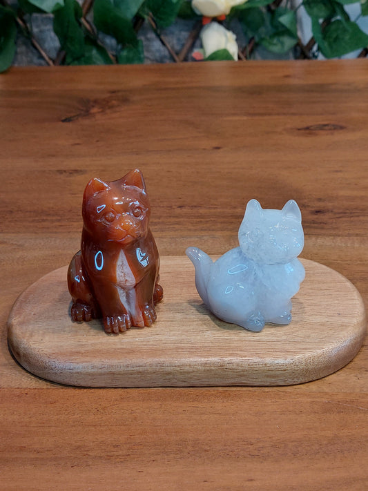 Achat Katze