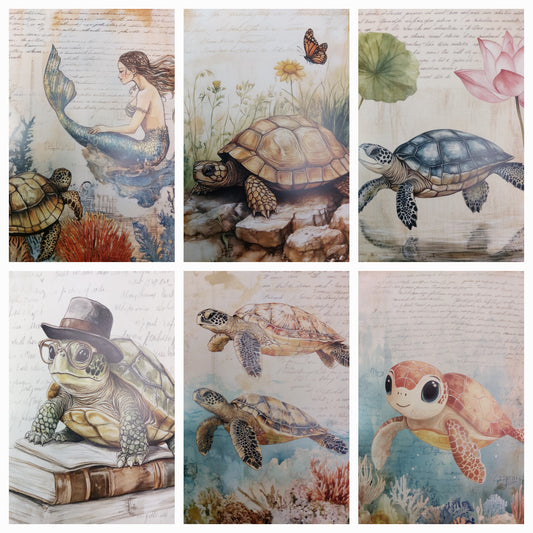 Schildkröten Postkarte