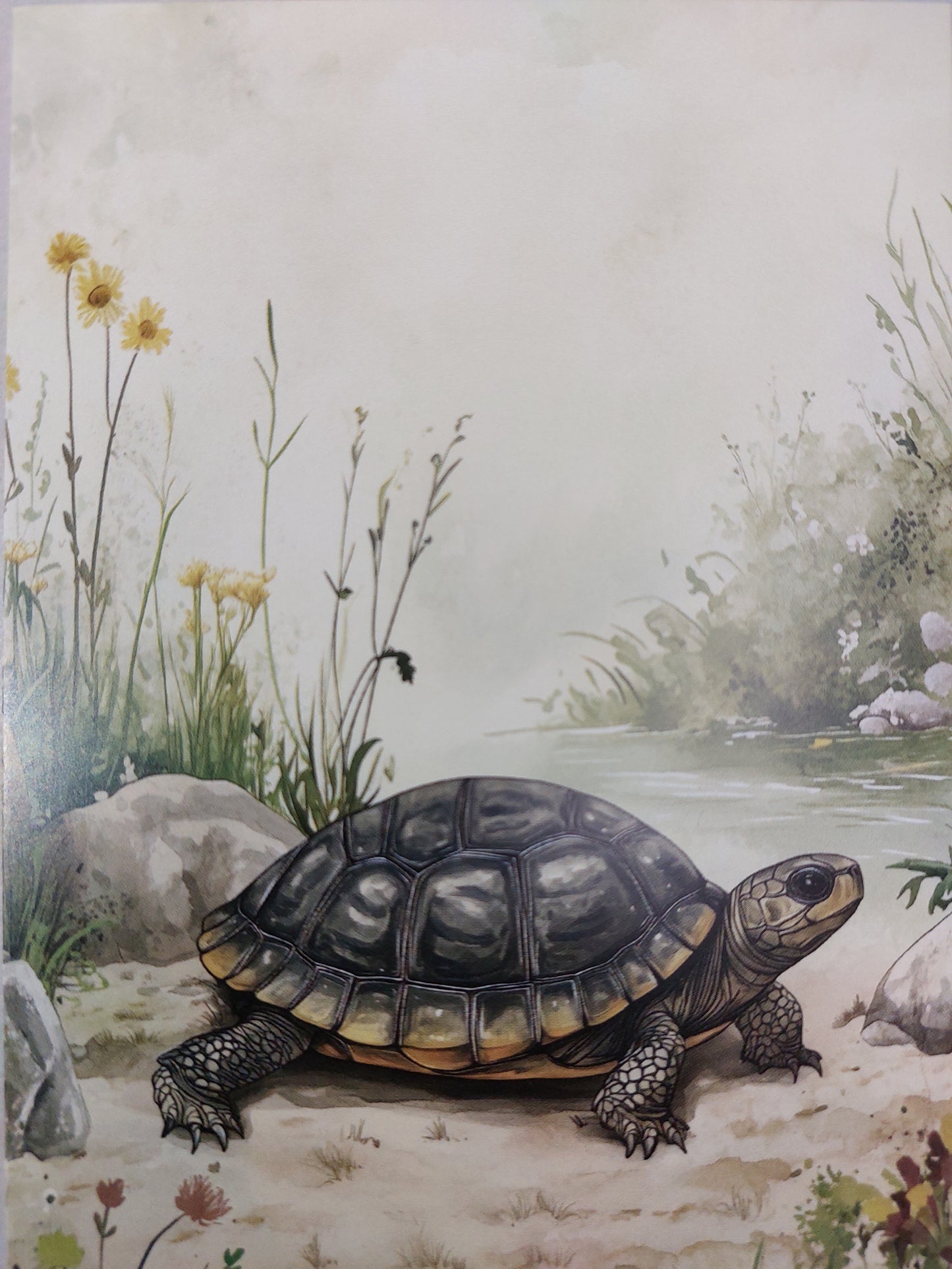 Schildkröten Postkarte